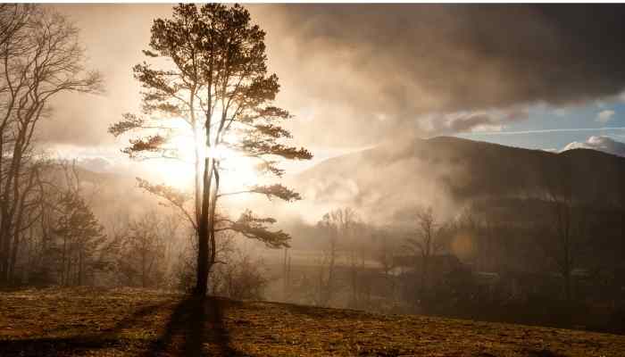 awakening tree